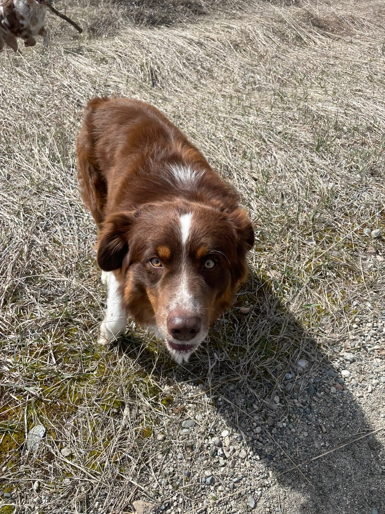 Rio — Red Tri Standard Australian Shepherd