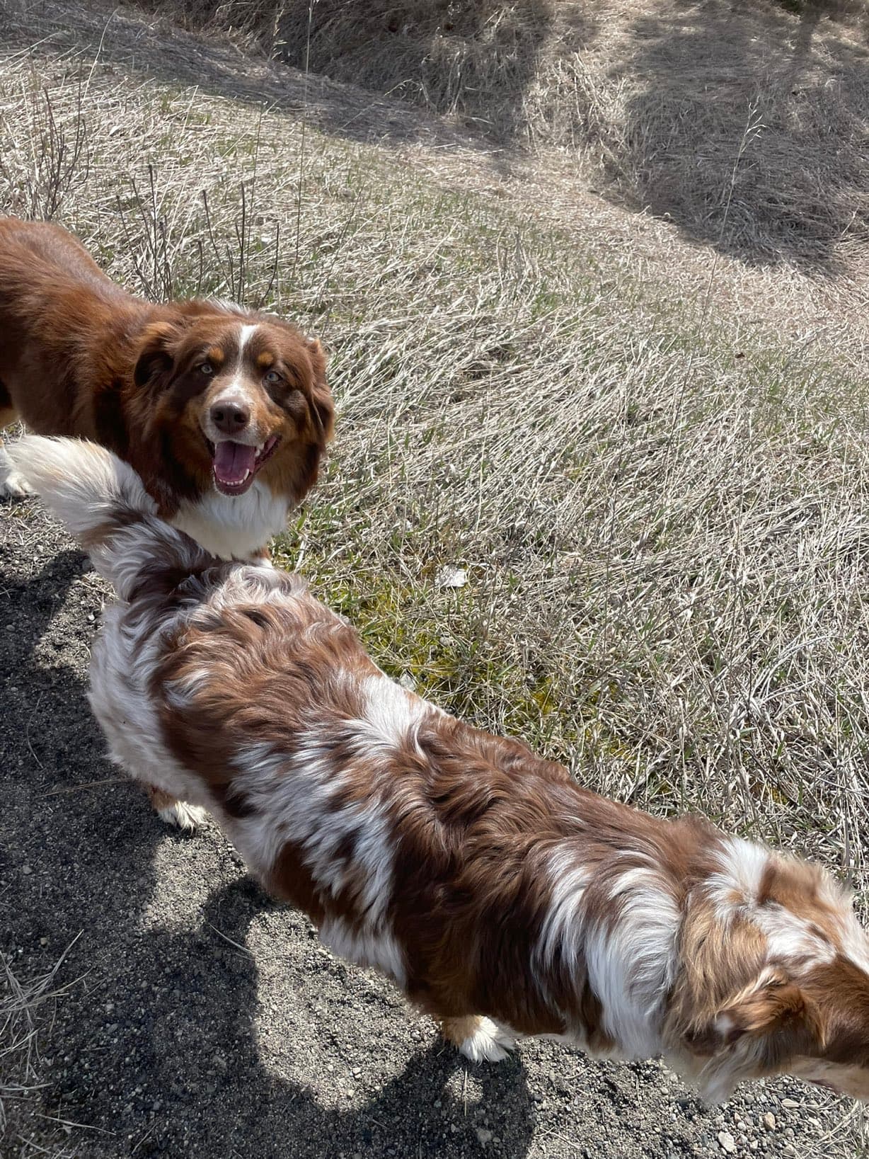 Zeta and Rio together on our rural property in the Southern Interior, BC