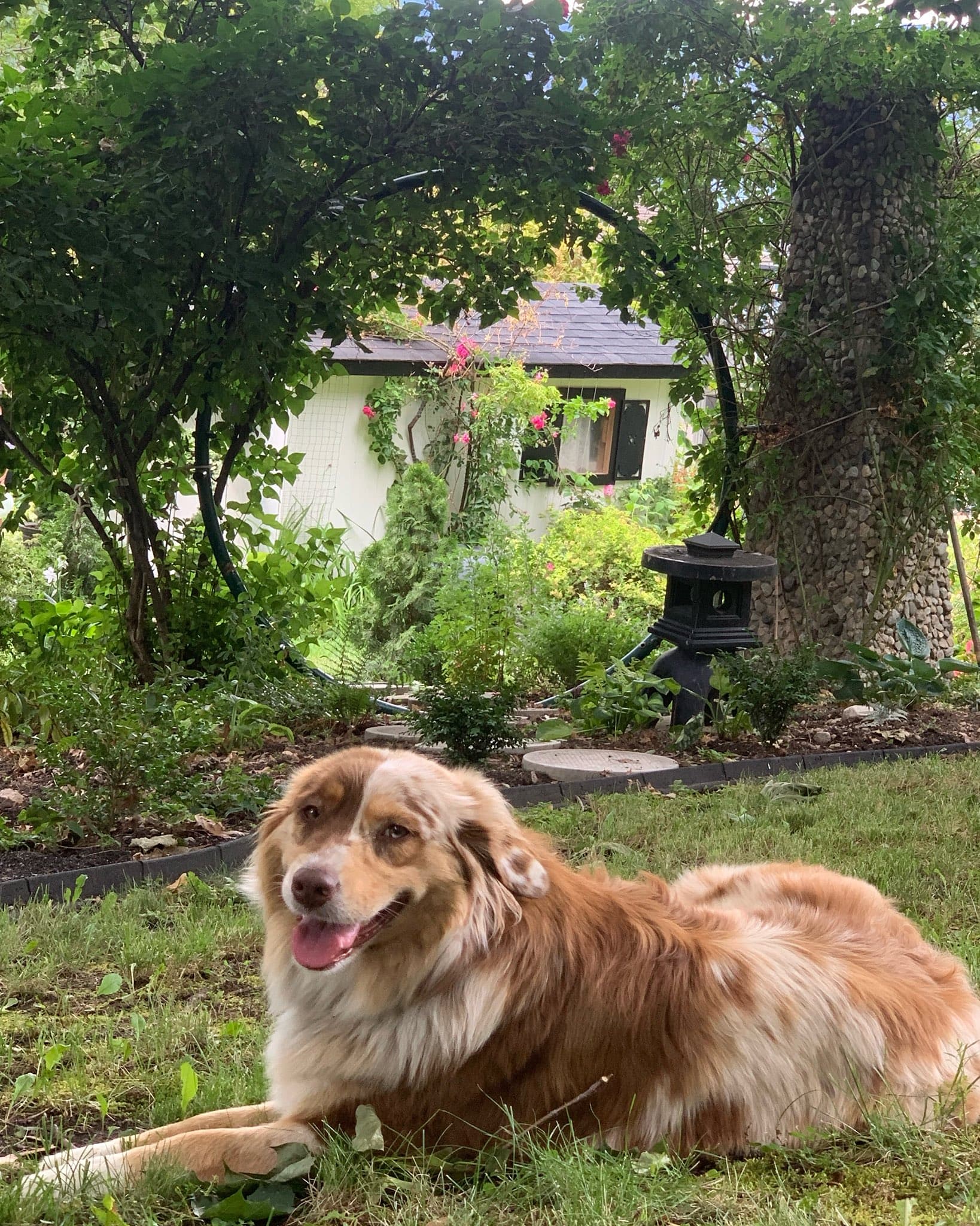 Zeta — Red Merle Australian Shepherd in front of the moon gate